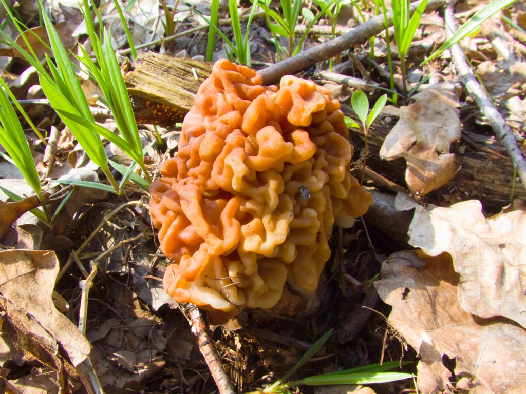 Gyromitra gigas (Krombh.)